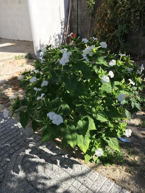 Casinha Da Vila اركوس دي فالديفيز المظهر الخارجي الصورة